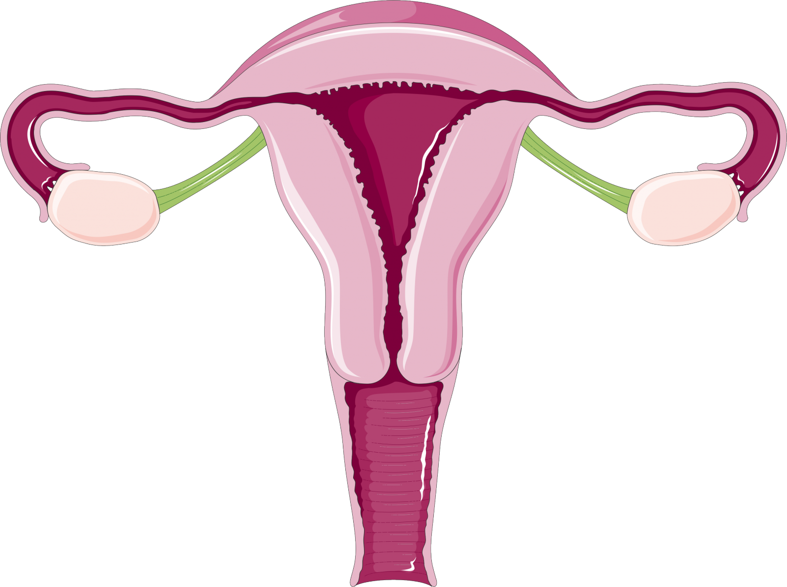 Why Do Women Have Periods Everything You Need To Know -7905