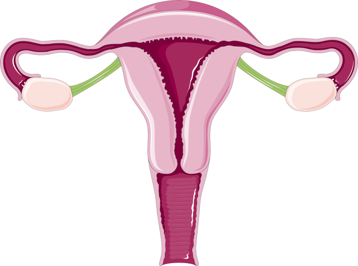 Uterus