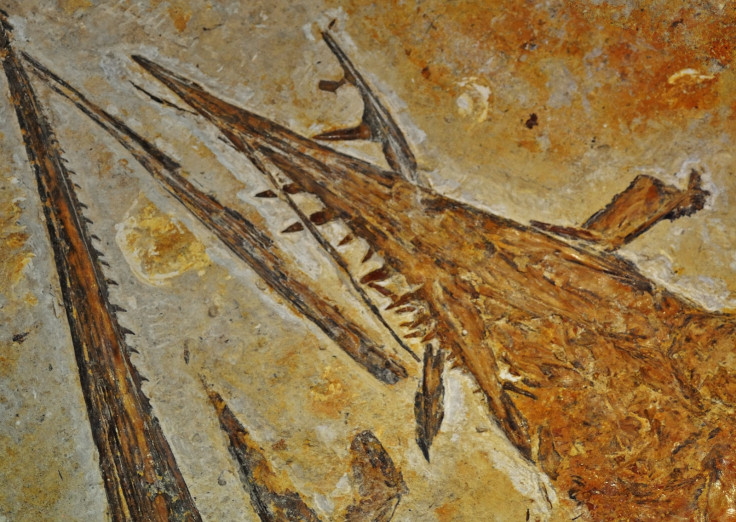 Lizardfish
