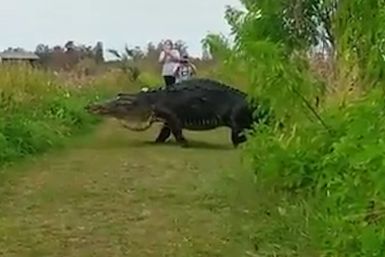 Giant alligator crosses path of tourist