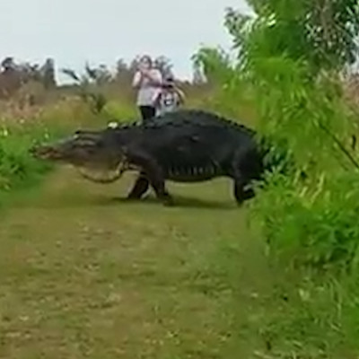 Giant alligator crosses path of tourist