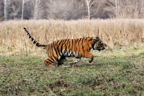 Caspian tigers