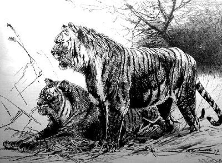 extinct tiger
