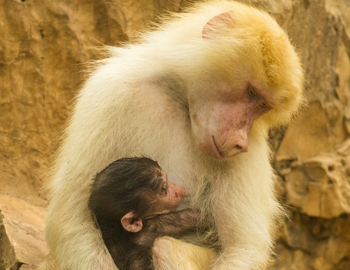 Baboon Baboon