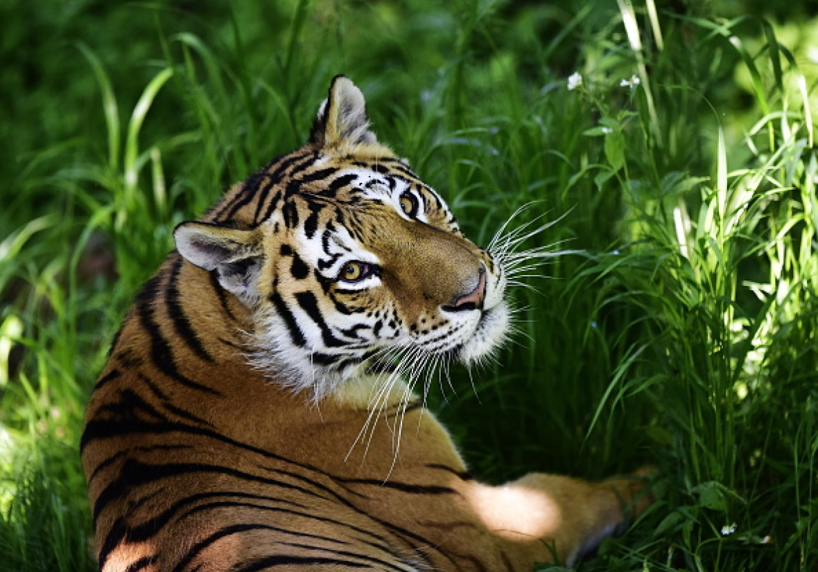 Amur tiger Amur tiger