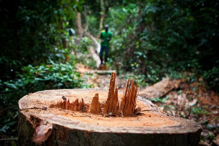 Tree stump