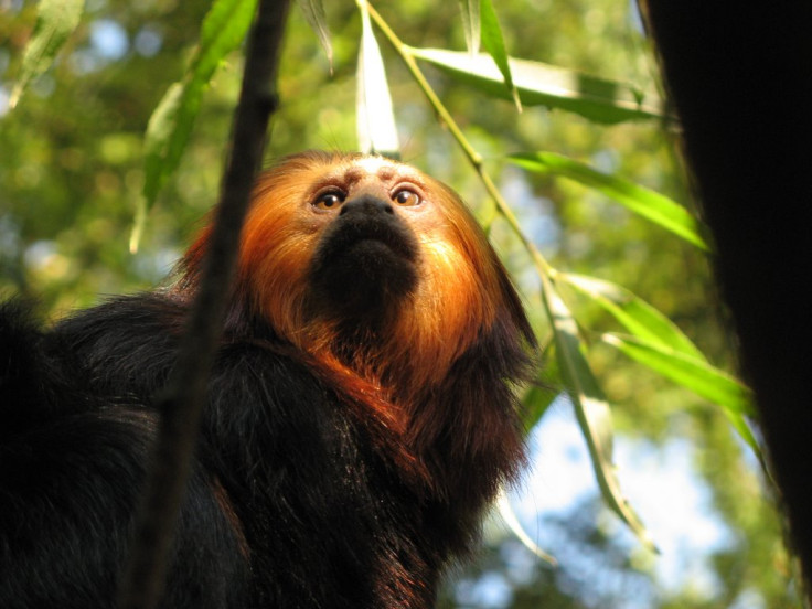 Golden-headed lion tamarin