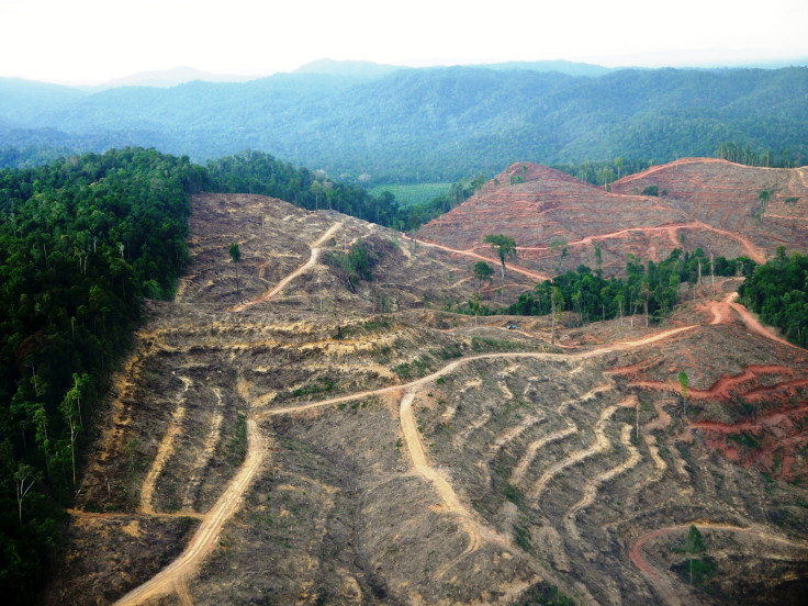 Sumatra deforestation