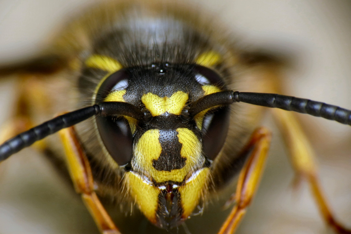 Wasp Wasp