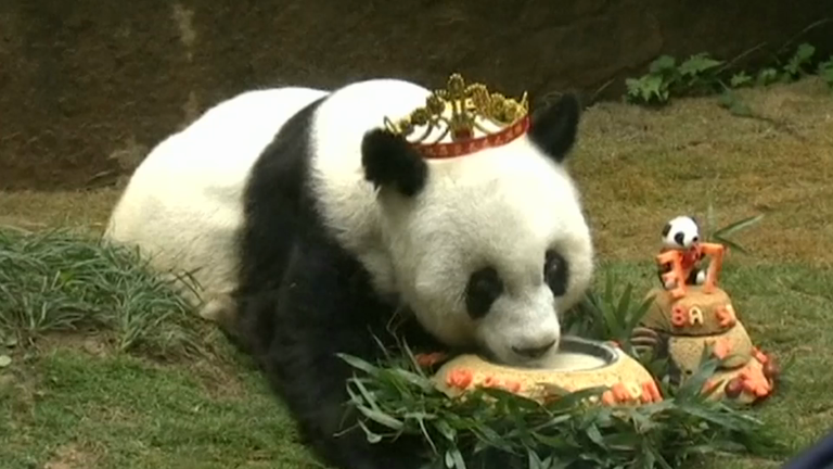 Watch oldest giant panda in captivity celebrate 37th birthday