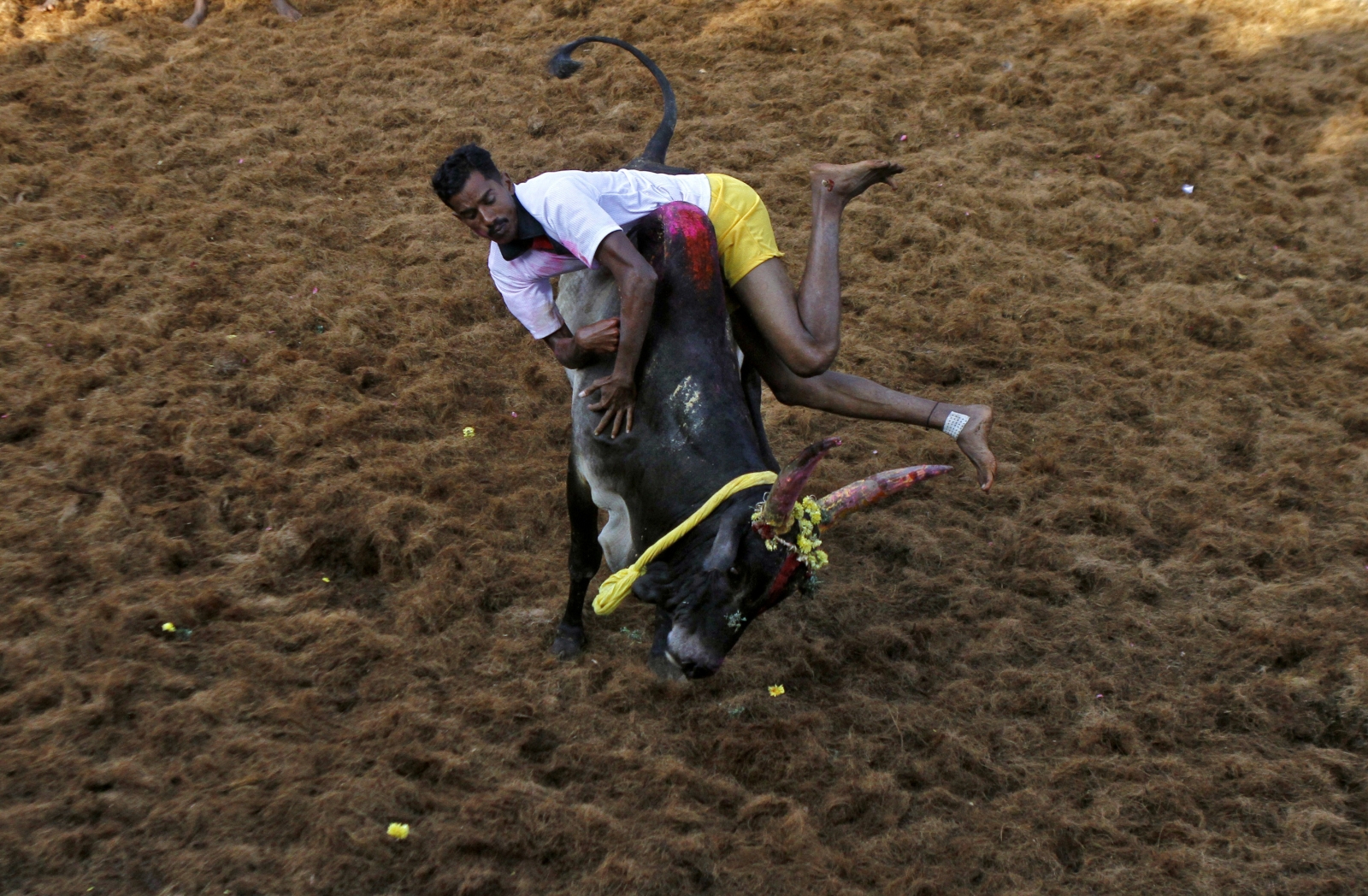 Jallikattu Thousands Gather Across Tamil Nadu To Protest Against Ban On Bull Embracing Festival