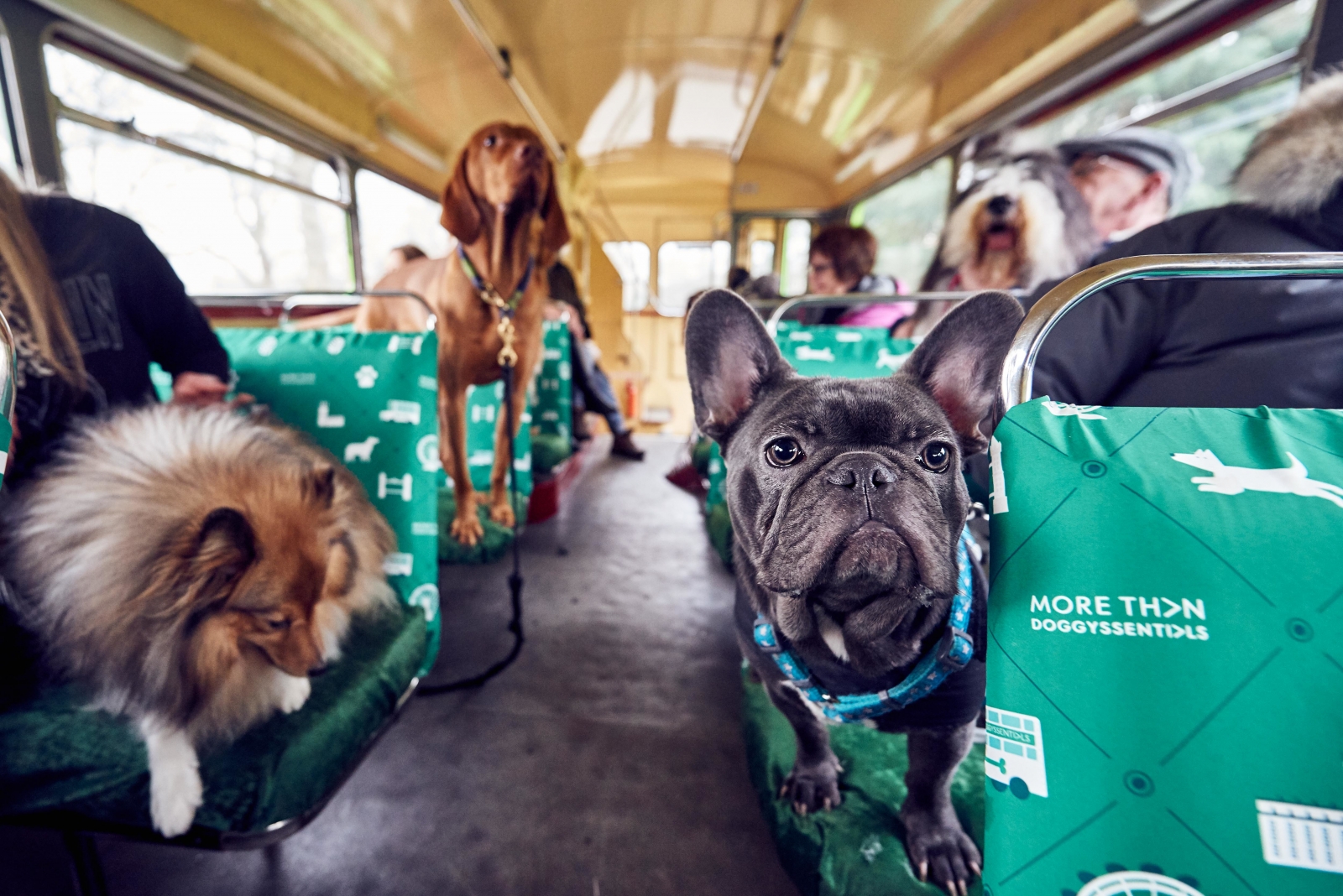 dogs tour bus