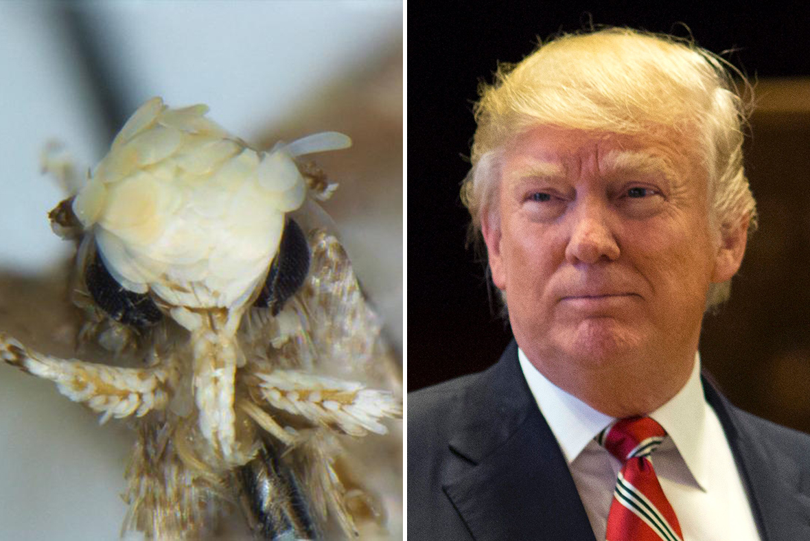 Trump moth: Meet the insect with a famous golden 'hairstyle'