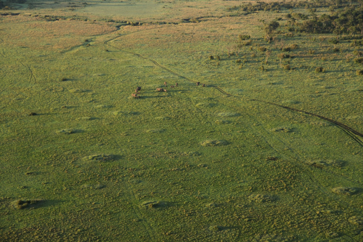 Masai Mara, Kenya