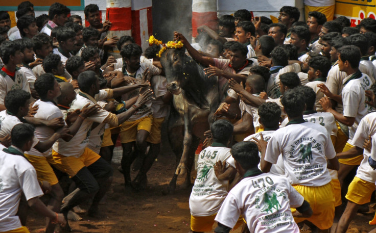 Tamil Nadu jallikattu protests