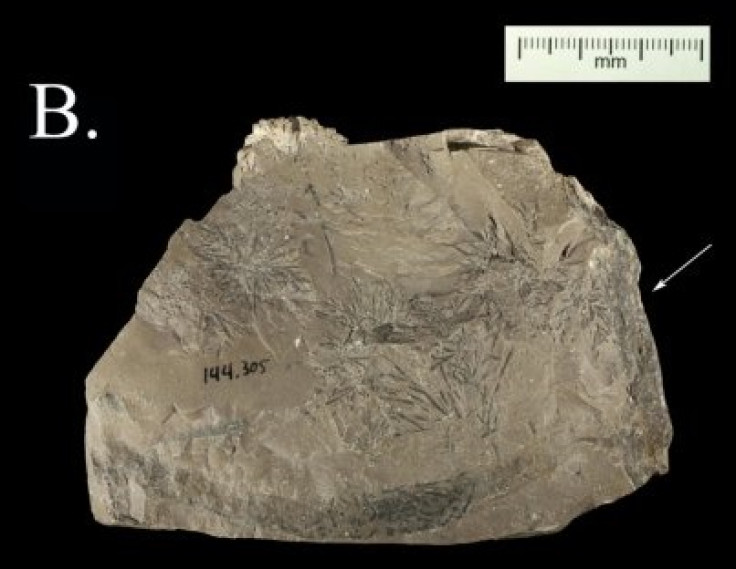 neanderthal rock