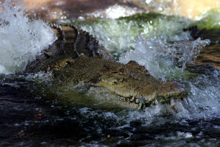 Crocodile in Kakadu National Park