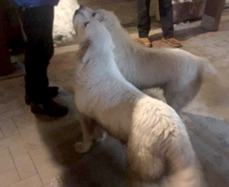 avalanche dogs