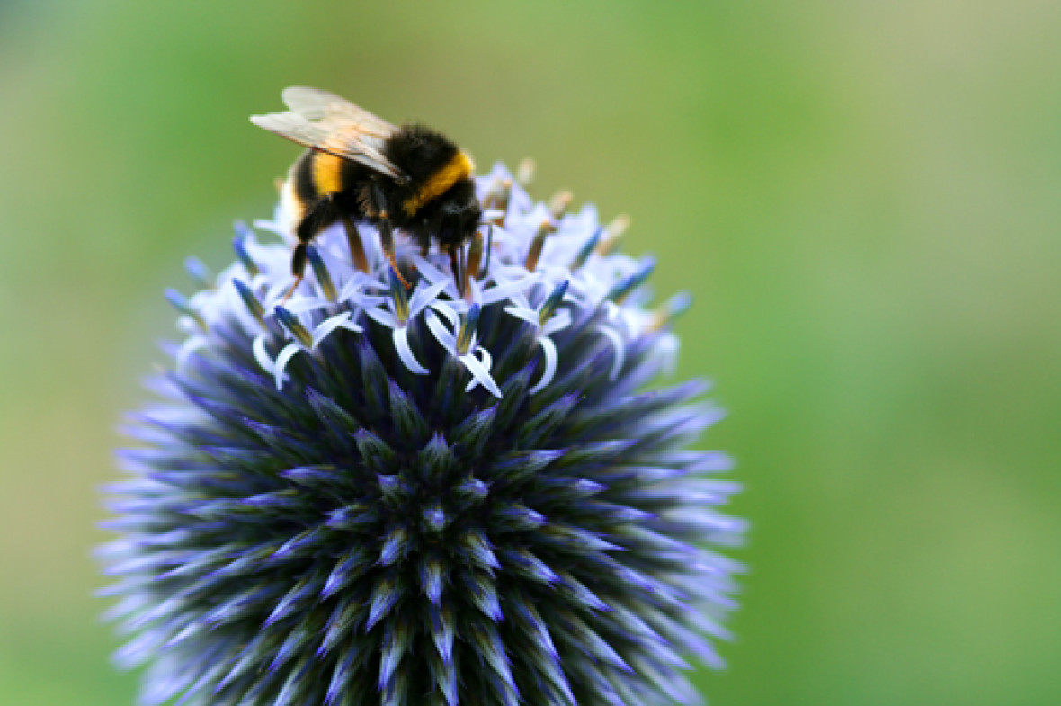 bumble bee bumble bee