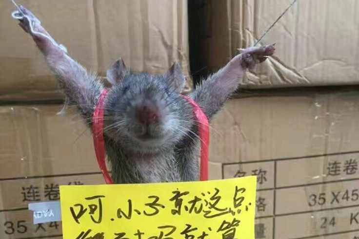 rat tied up China