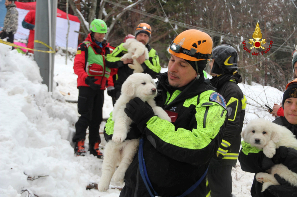 Italy avalanche puppies rescued