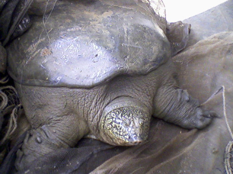 Yangtze giant softshell turtle