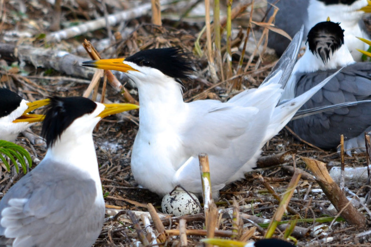 Chinese crested tern