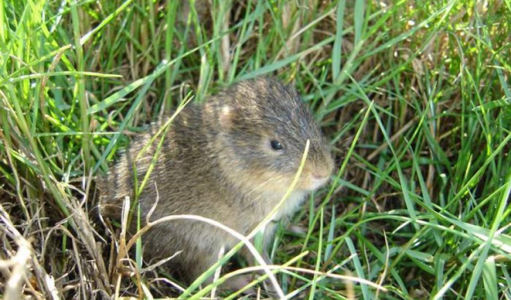 Santa Catarina's guinea pig