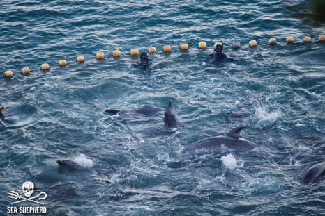 Dolphins trapped in a cove in Taij,Japan
