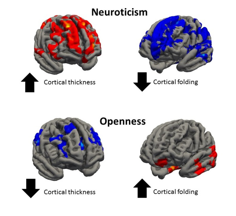 Personality brain structure