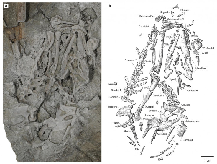 Magnuviator ovimonsensis