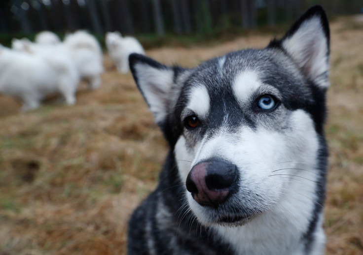 Aviemore Sled Dog Rally