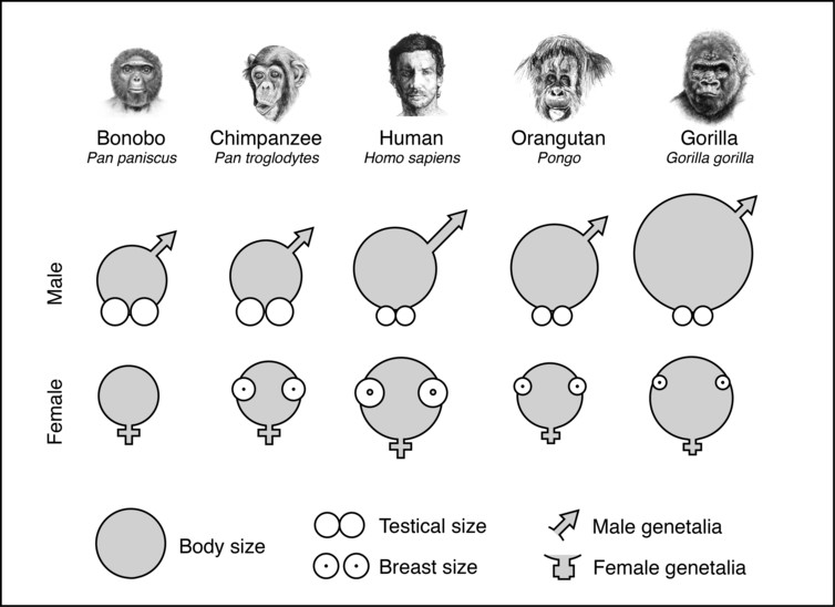 Why did humans evolve big penises but small testicles?