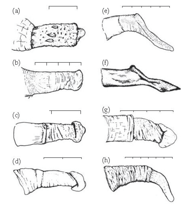 Why Did Humans Evolve Big Penises But Small Testicles-6616