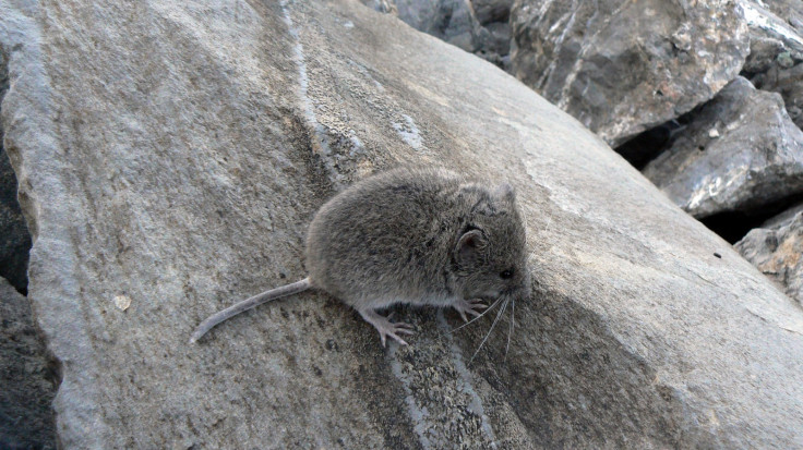 Snow vole