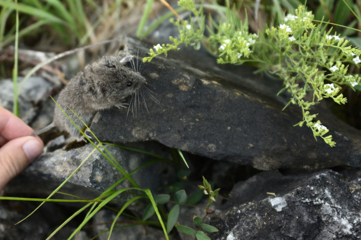 Snow vole