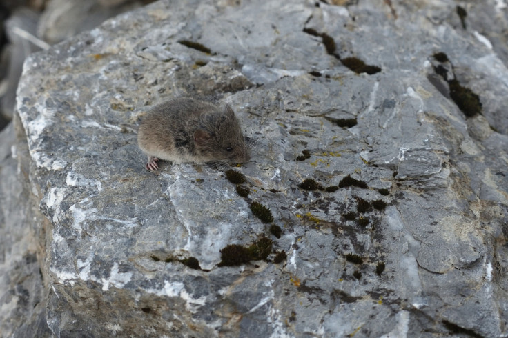 Snow vole