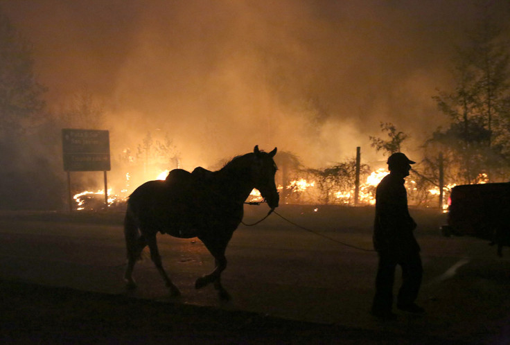 Chile forest fire incendios forestales