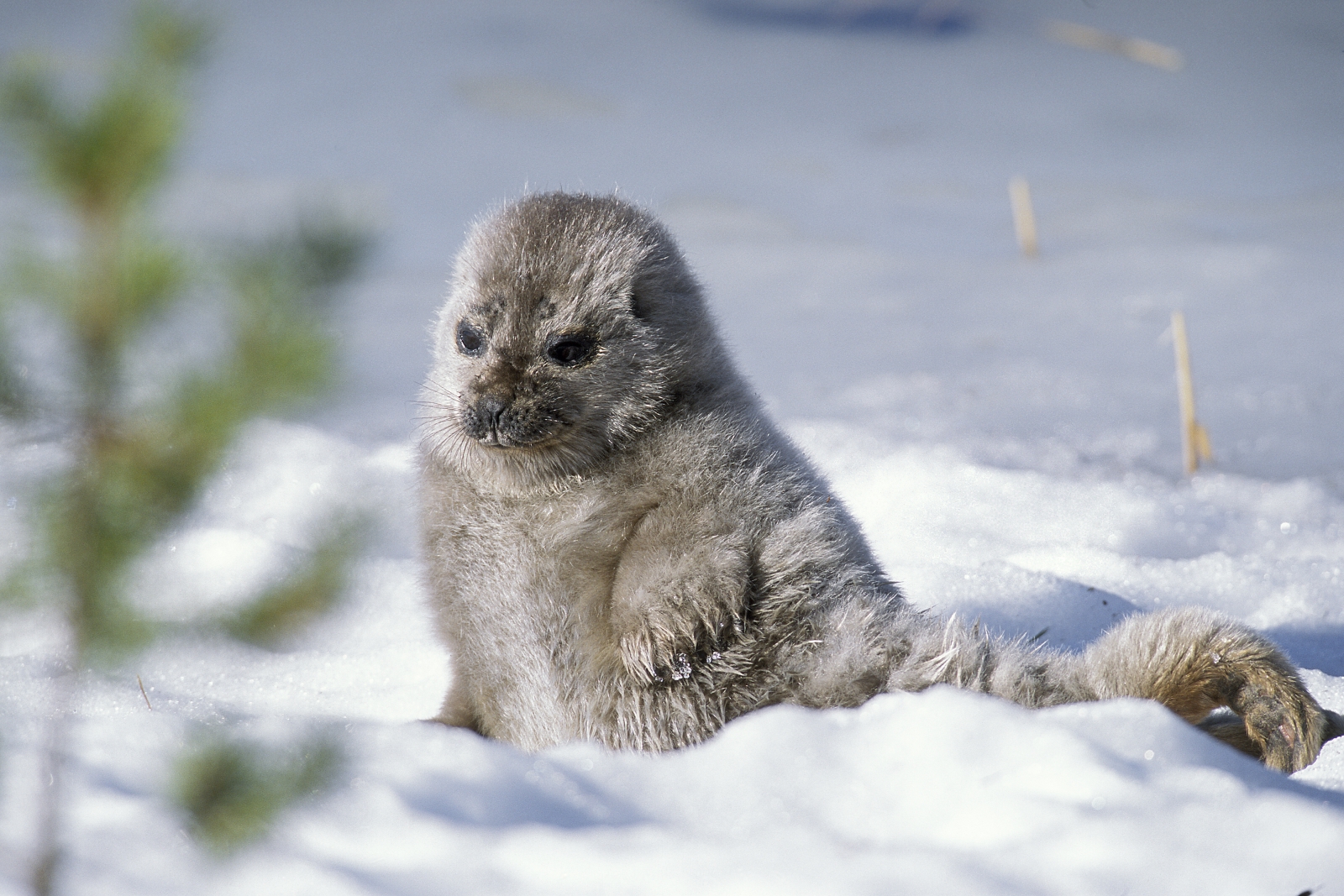 Rare Saimaa seals get artificial snow mounds to have pups in