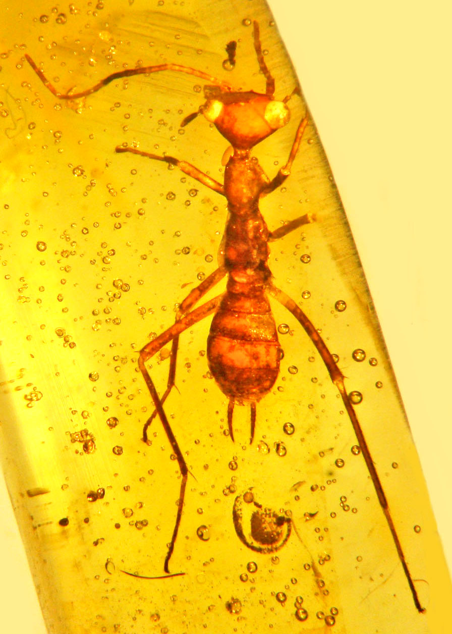 Aethiocarenodea: Ancient alien insect discovered trapped in amber