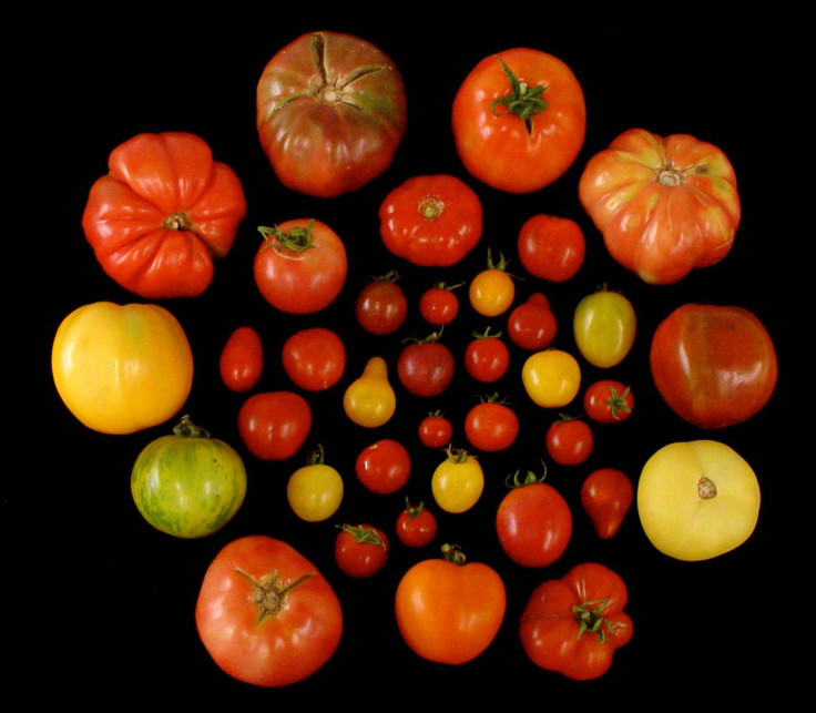 tomatoes