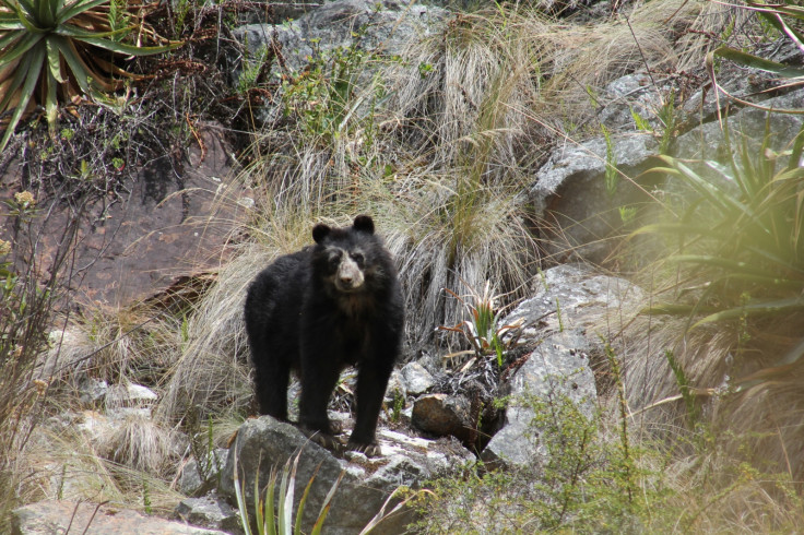 Andean bear