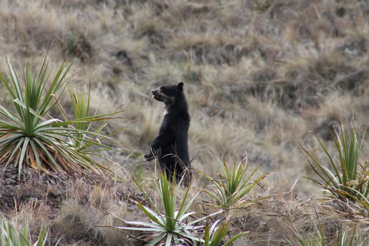 Andean bear