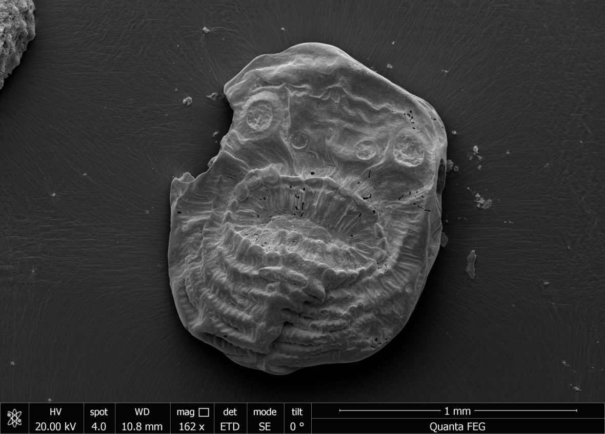 Deuterostome Deuterostome