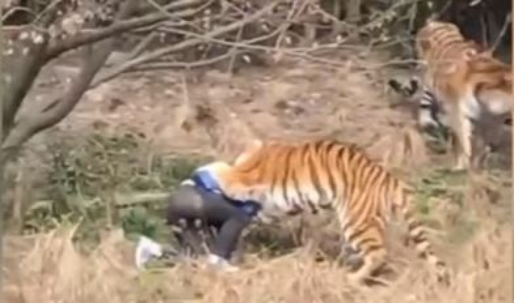Tigers maul man in Chinese zoo