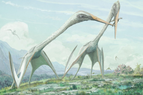 Azhdarchid pterosaur