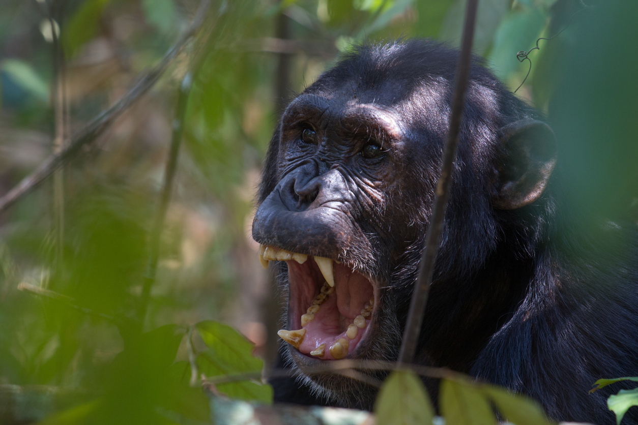 Chimpanzee Chimpanzee