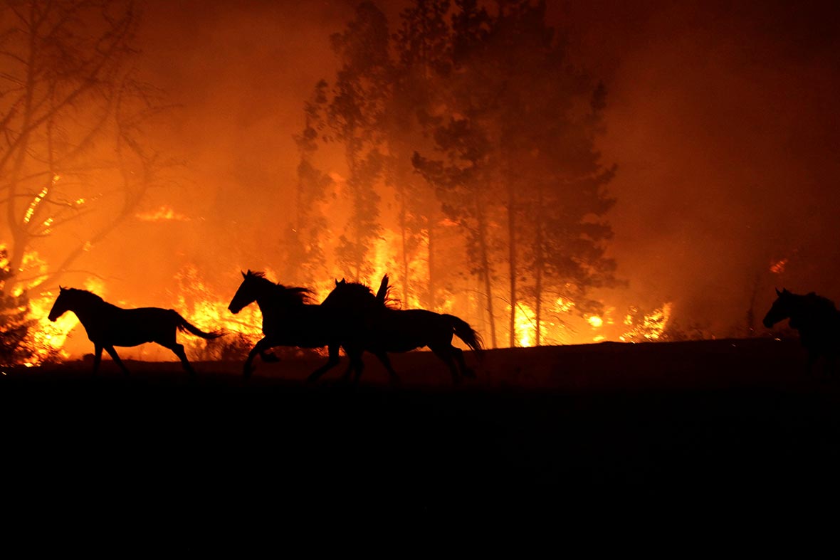 Животные бегут от пожара. Пожар в лесу животные. Пожар Лесной животные. Пожар в лесу животные бегут. Лось горит