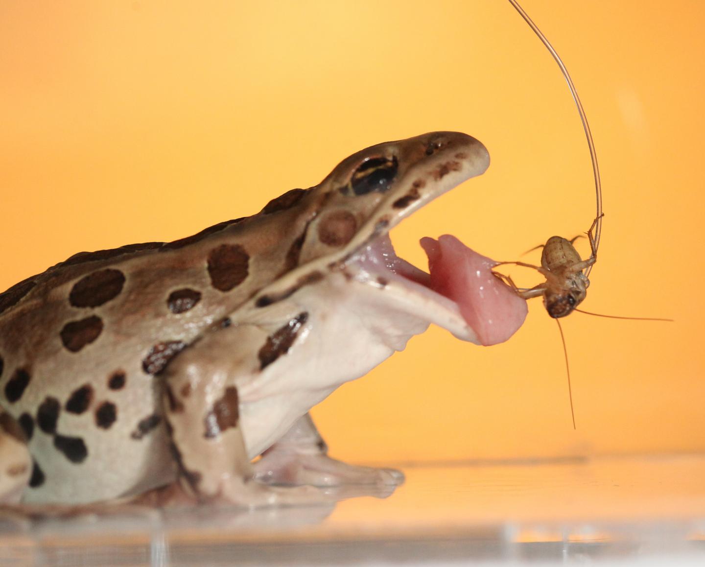 What makes a frog tongue sticky?