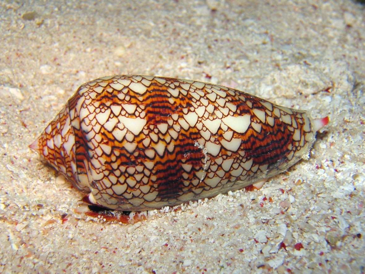 Cone snail Cone snail